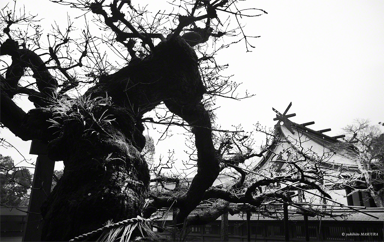 عمر شجرة البلوط المقدسة الموجودة بجوار القاعة الرئيسية في هيتسومييا حوالي 550 عاما. ويشهد جذعها السميك على مرور القرون (© ماسوؤرا يوكيهيتو).