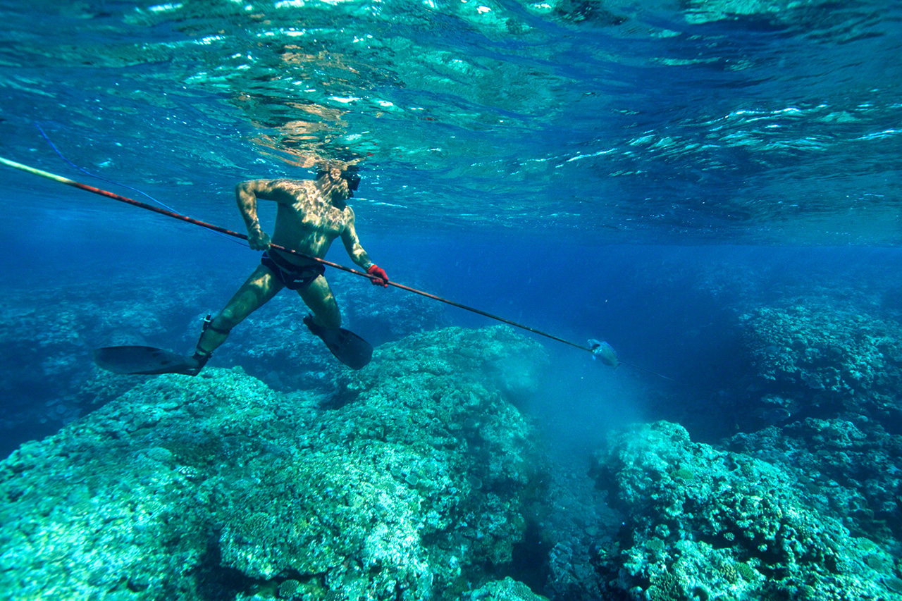 صيد السمك باستخدام رمح يبلغ طوله خمسة أمتار المعروف باسم ناغا-إيغون، وهو إحدى أدوات الصيد التقليدية في جزيرة إيشيغاكى ومياكو. (© نيشينو يوشينوري)