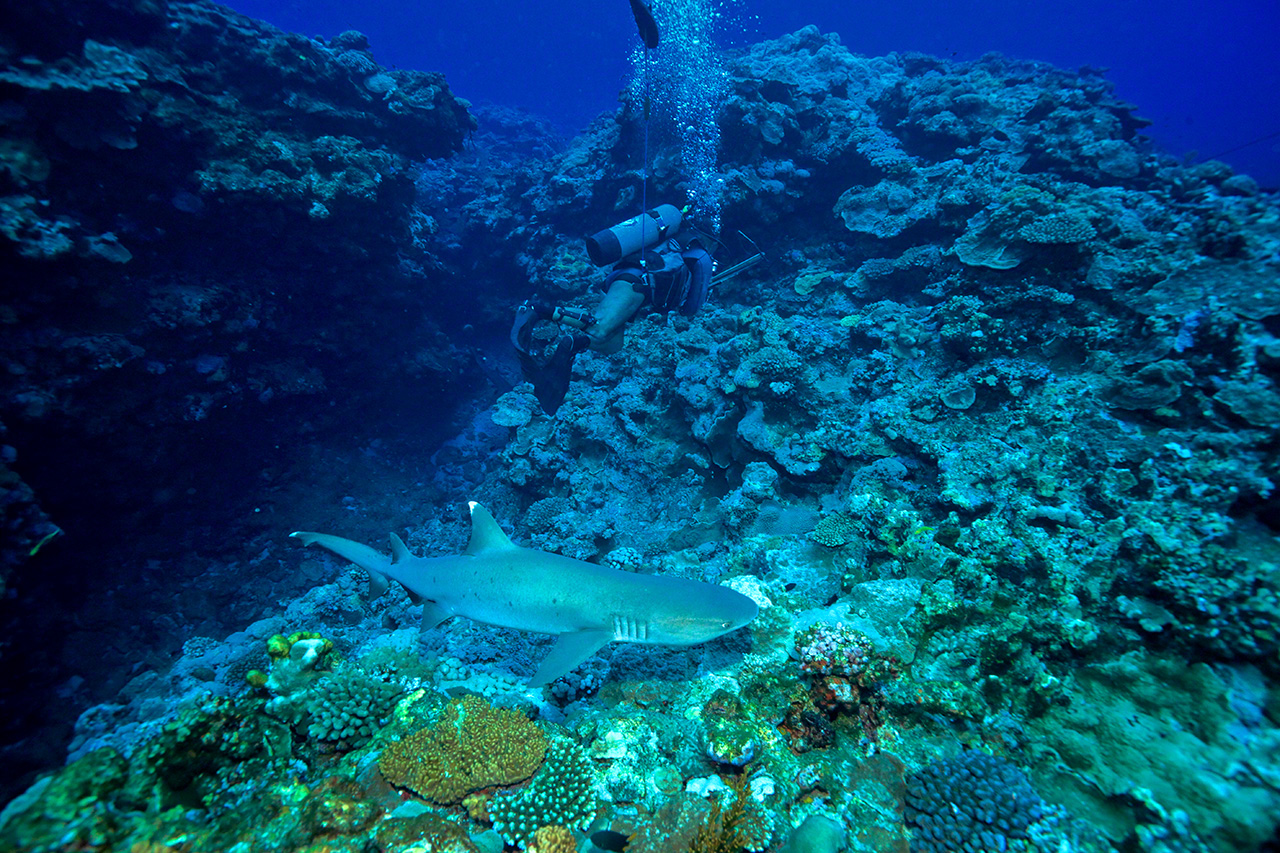 سمكة قرش مرجانية تنجذب إلى رائحة دم السمك العالق بالرمح. تتواجد أسماك القرش والعديد من الحيوانات المفترسة الخطيرة الأخرى في المياه التي يتواجد بها الغواصون. (© نيشينو يوشينوري)