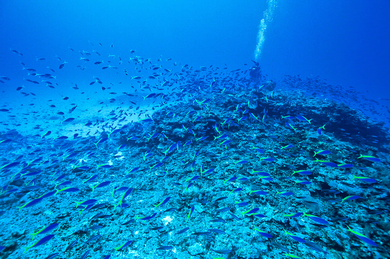 محاطًا بأسماك الـ فيوزلير المصهرة باللونين الأصفر والأزرق، على عمق 30 مترًا. (© نيشينو يوشينوري)