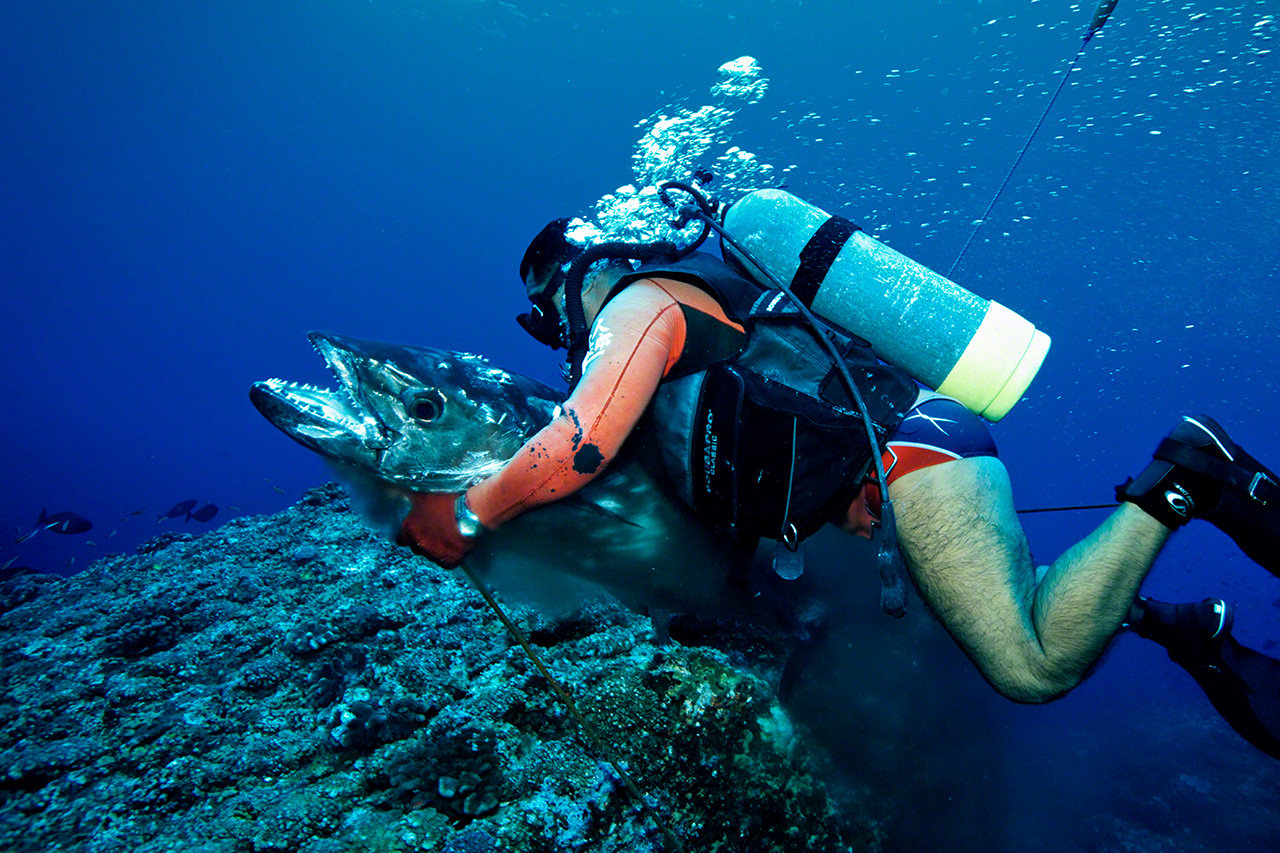 يتصارع مع سمكة تونة نابية السن مفترسة تزن 45 كيلوغرامًا. سمكة بهذا الحجم لديها القدرة على سحب إنسان بالغ إلى قاع البحر. (© نيشينو يوشينوري)
