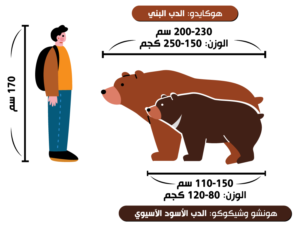هوكايدو: الدب البني / هونشو وشيكوكو: الدب الأسود الآسيوي