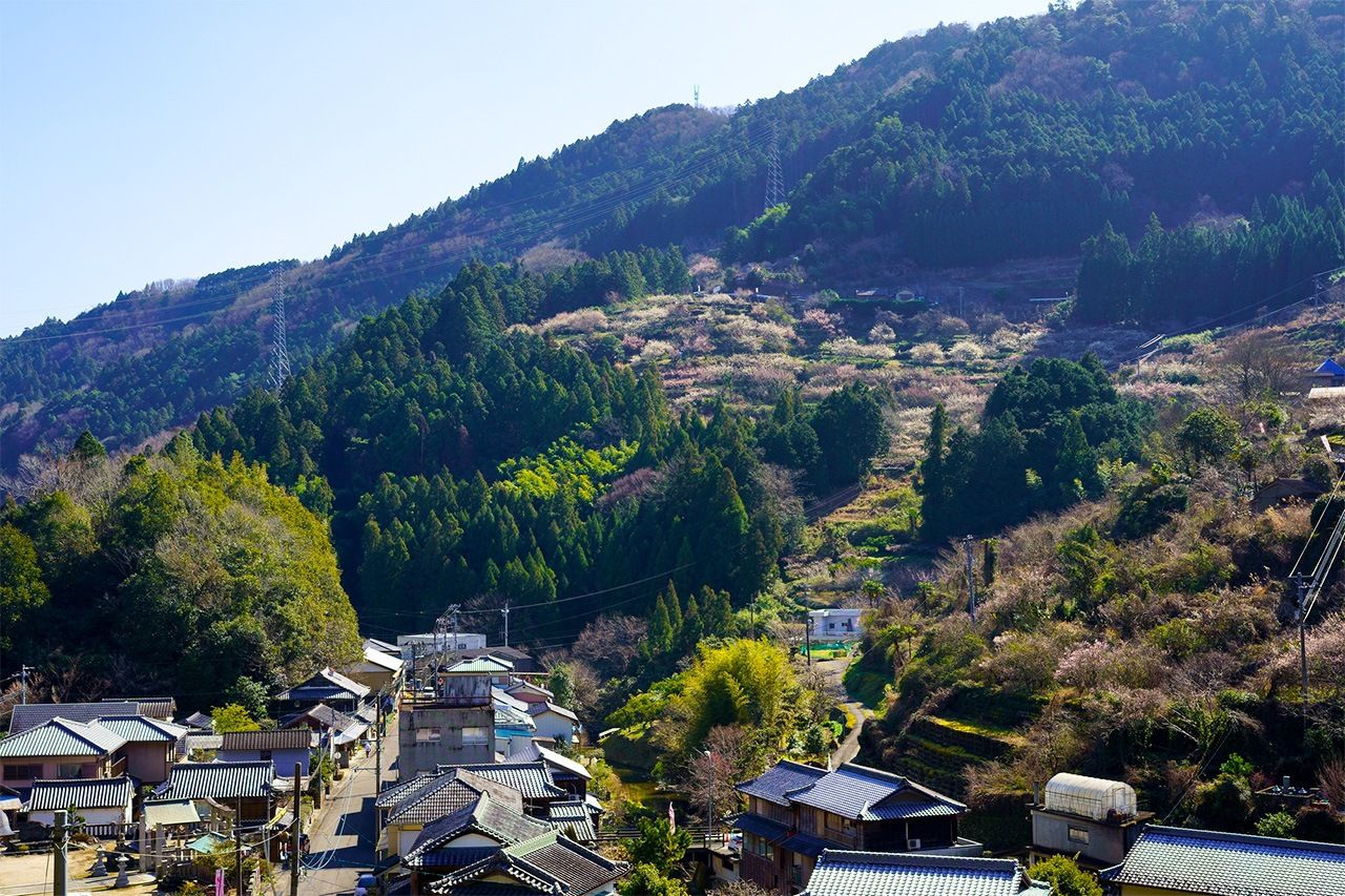 شهدت بلدة كامياما بمحافظة توكوشيما، بعض النجاحات في خلق حيوية اقتصادية مدعومة بتقنية المعلومات في محيطها الريفي. الصورة من كوزو/بيكستا.