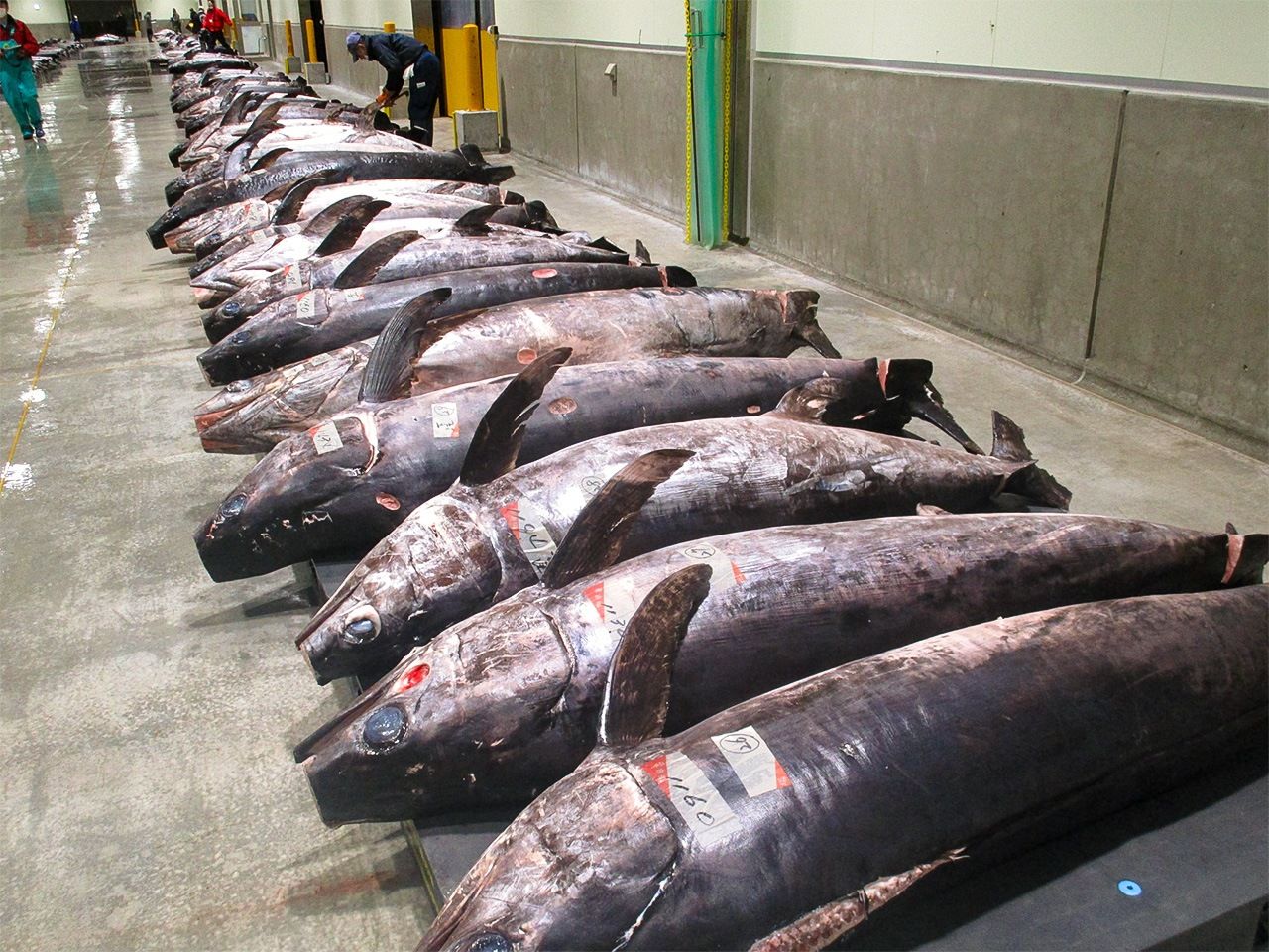 أسماك أبو سيف في سوق لبيع الأسماك في كيسينّوما. تفتخر كيسينّوما بعرضها التجاري -أكثر من أي ميناء آخر في اليابان- لأسماك أبو سيف، يزن بعضها أكثر من 300 كيلوغرام.