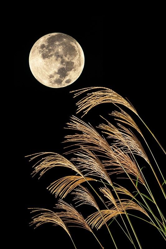 عشب البامباس والقمر بدرًا.