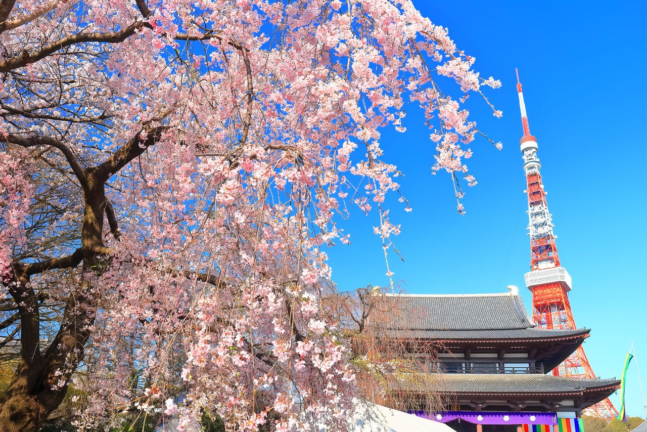 صورة لأشجار الكرز في معبد زوجوجي ويظهر برج طوكيو في الخلفية.