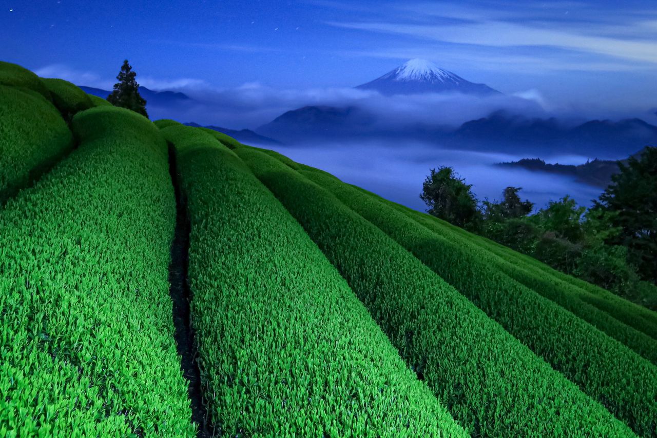  تشتهر شيزؤوكا ليس فقط بجبل فوجي ولكن أيضًا بالشاي الأخضر. تم التقاط هذه الصورة من مكان أضاءت فيه شجيرات الشاي بأضواء الشوارع، مع وجود جبل محاط بالغيوم في الخلفية.