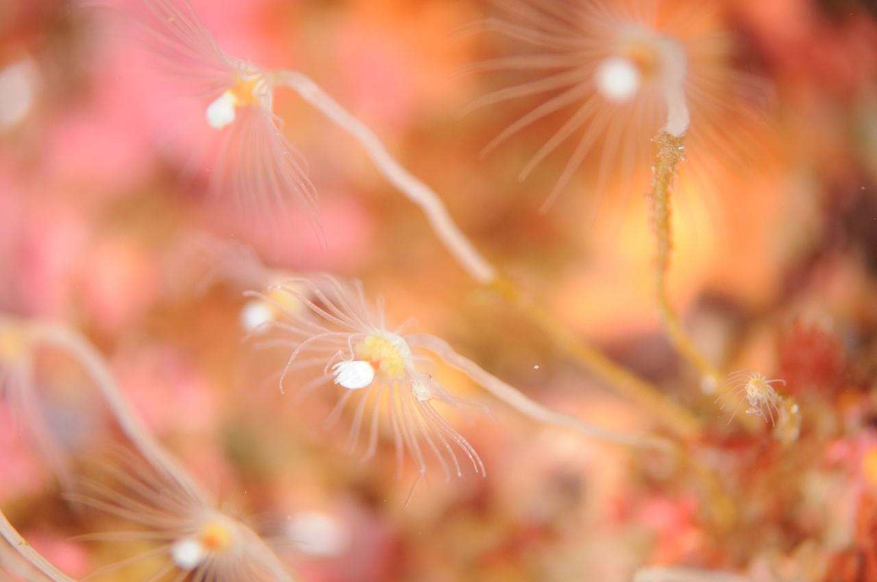 نوع من الهيدرا (حقوق الصورة لبيكستا).