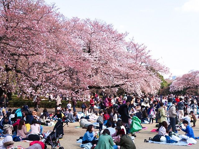  أناس من مختلف الأعمار يستمتعون بـ’’هانامي‘‘ في متنزه شينجوكو غيوئن بطوكيو.