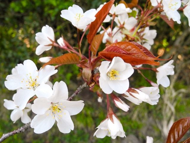  تباين لوني خلاب بين بتلات أزهار يامازاكورا البيضاء وأوراق الشجرة اليافعة الغضة ذات اللون الأحمر.