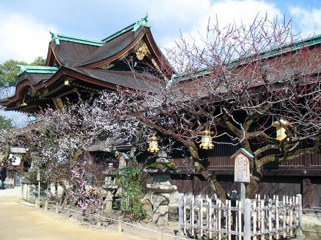  أشجار أوميه في حالة إزهار في معبد كيتانو تينمانغو في كيوتو. كانت أشجار أوميه ما قبل فترة هييان هي الأزهار التي تمثل فصل الربيع.