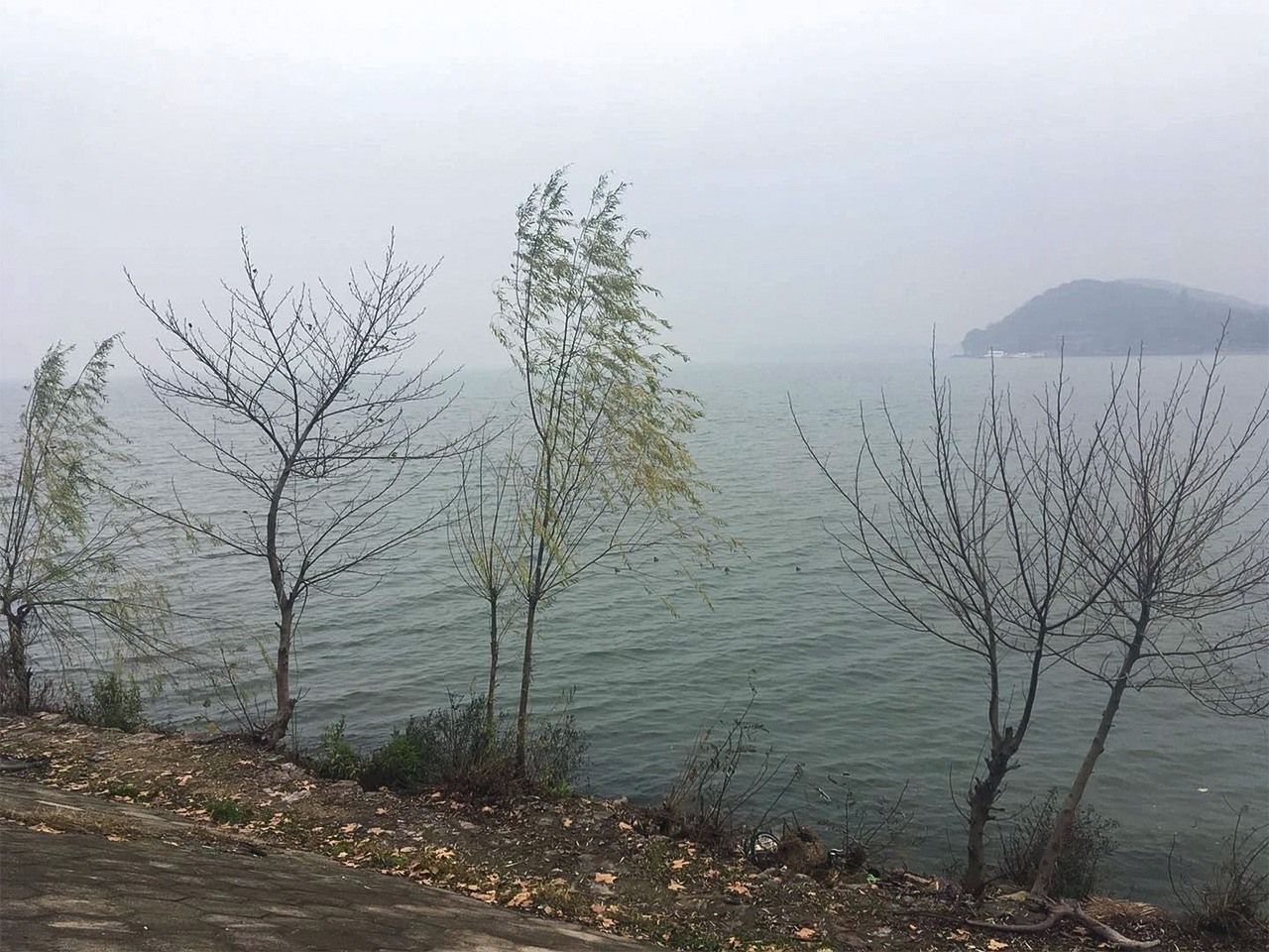  يوجد في مدينة ووهان، المدينة الرئيسية في حوض نهر اليانغتسي الأوسط، العديد من البحيرات، وهي ”مدينة مائية“ ذات مناظر خلابة. التصوير في ضفة النهر بالقرب من الجامعة قبل إغلاق المدينة. كانت أشجار الصفصاف مخضرة.