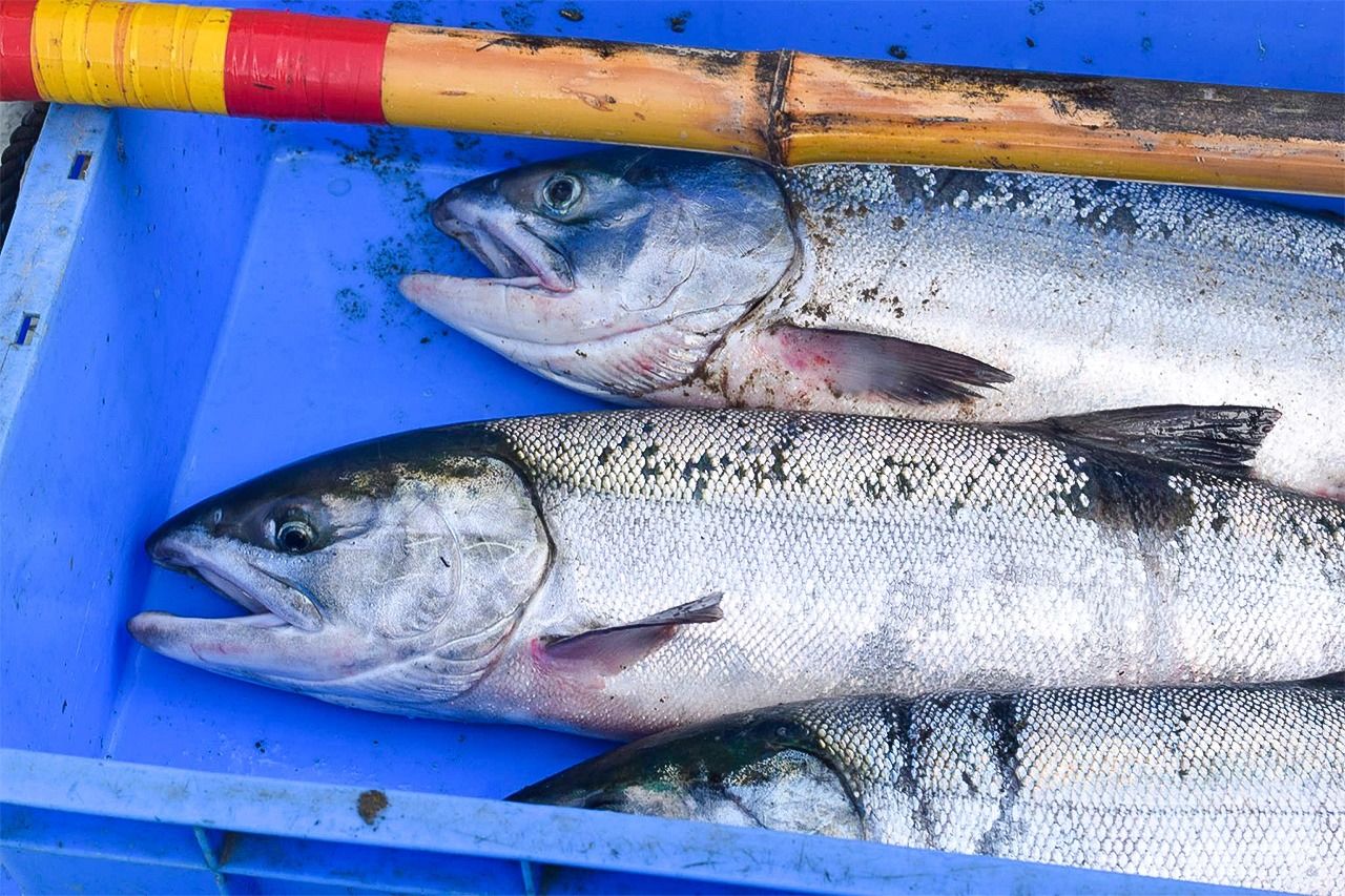 الصورة من ناكاساطو شووتا.