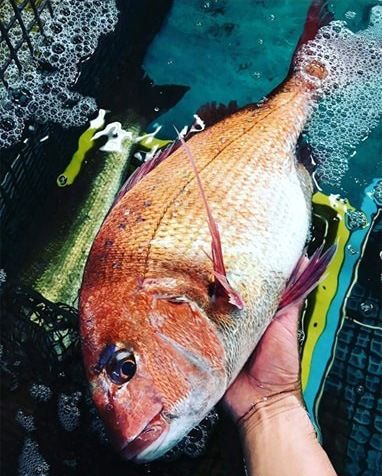 الصورة من ناكاساطو شووتا.