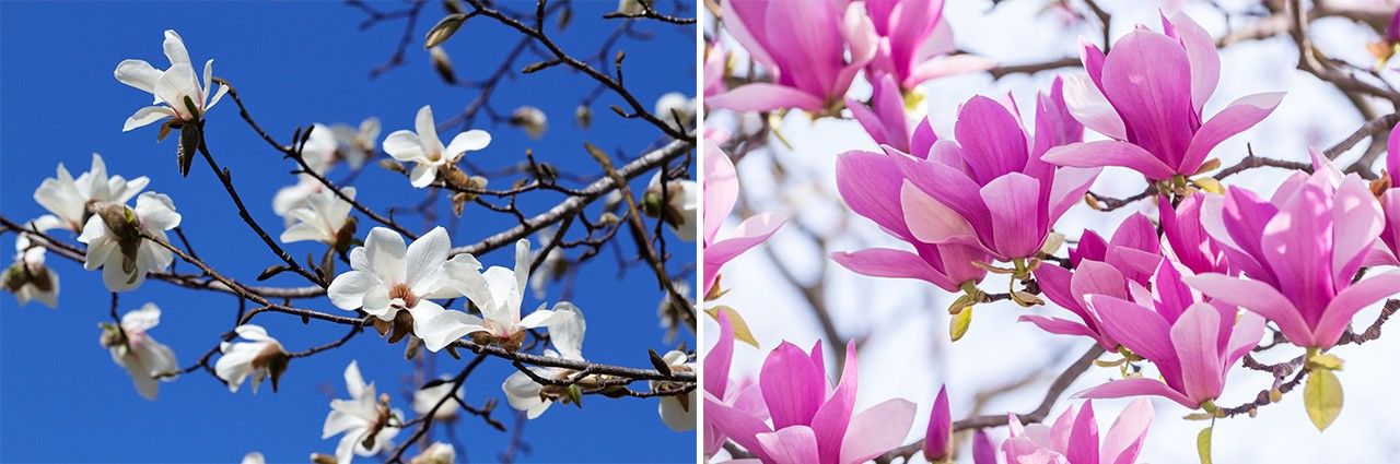 شجرة كوبوشي (يسار) وأزهار موكورين أرجوانية اللون أو زنبق ماغنوليا (حقوق الصورة لبيكستا).