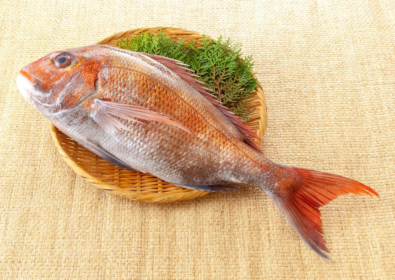 سمكة أبراميس بحرية حمراء ’’ماداي‘‘ (حقوق الصورة لبيكستا).