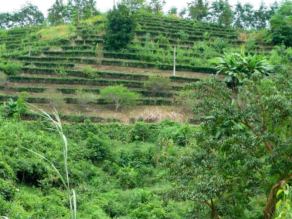 تم قطع الأشجار في الغابة الأصلية المحيطة بحديقة شيشوانغبانا، وتحولت الغابة الاستوائية السابقة إلى حقول مدرجات للشاي تغطي سفح الجبل (تصوير الكاتب)