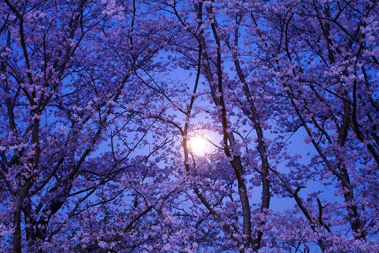 أزهار كرز يرى من خلالها قمر أوبوروزوكي ضبابي (حقوق الصورة لبيكستا).