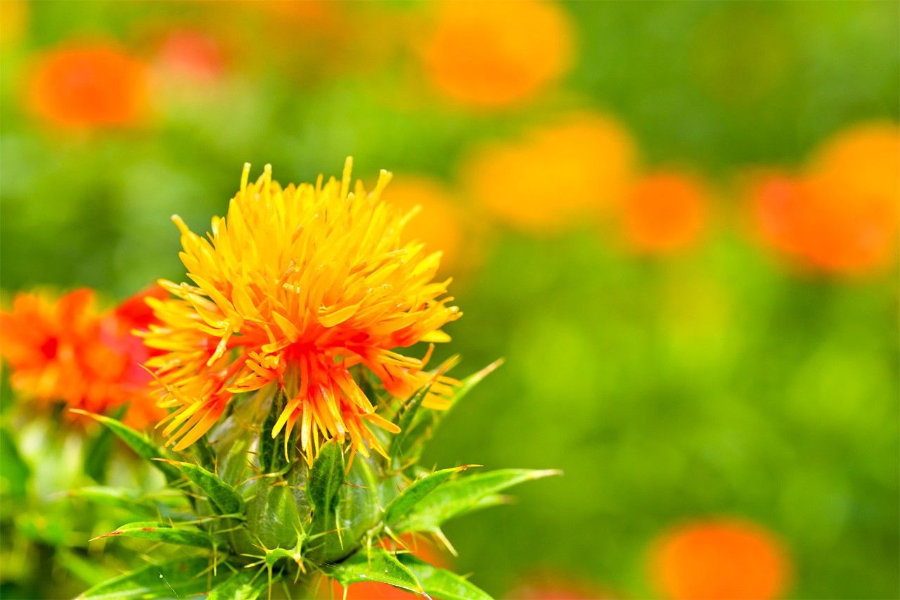 تُستخدم أزهار العصفر في الصباغة (© بيكستا).