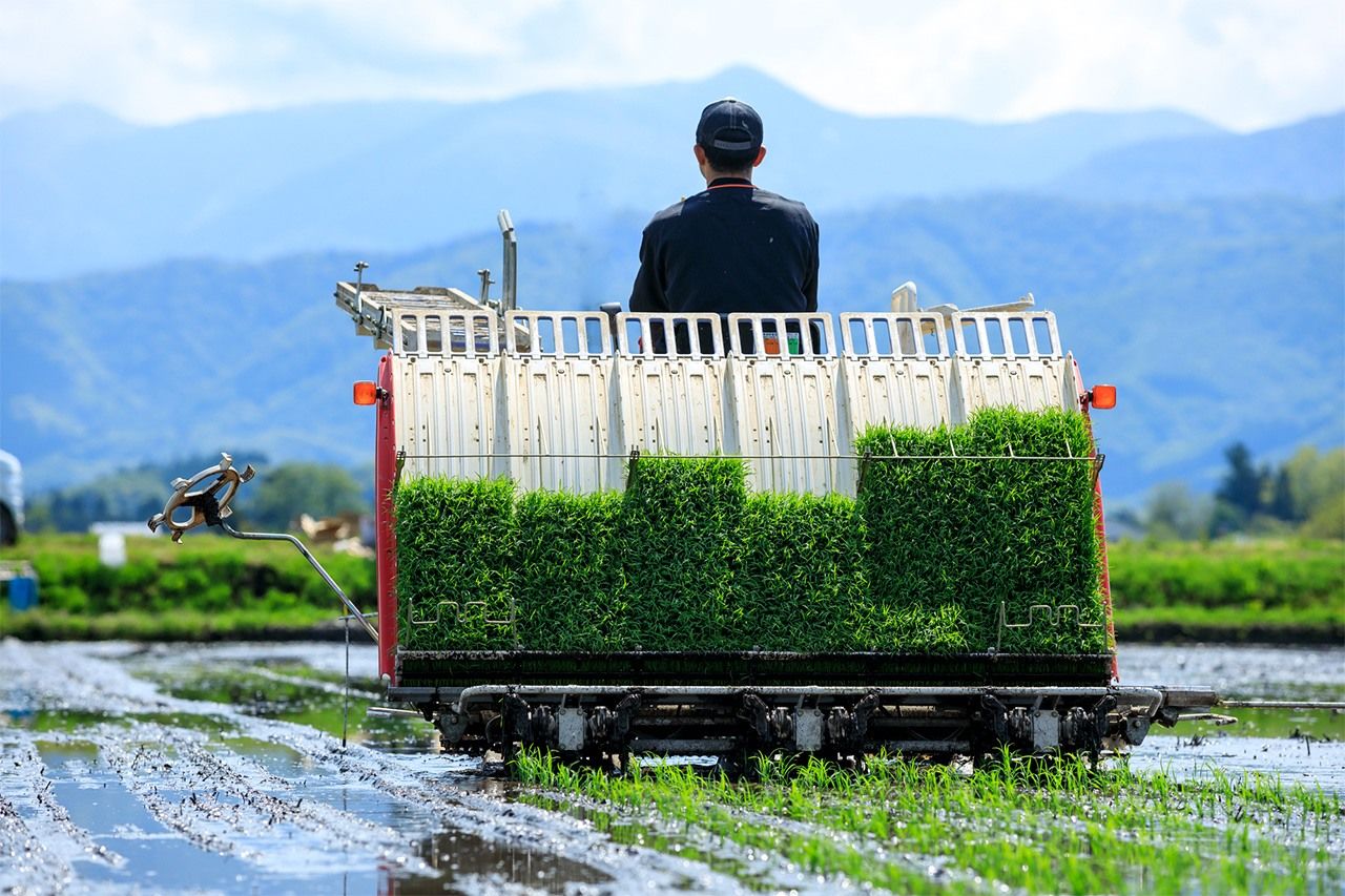 زراعة الأرز (© بيكستا).