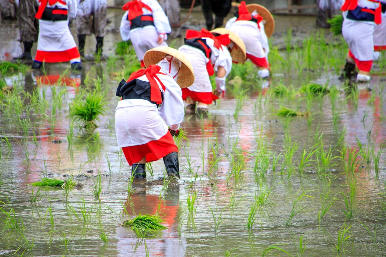 مهرجان زراعة الأرز في سومييوشي تايشا (© بيكستا).