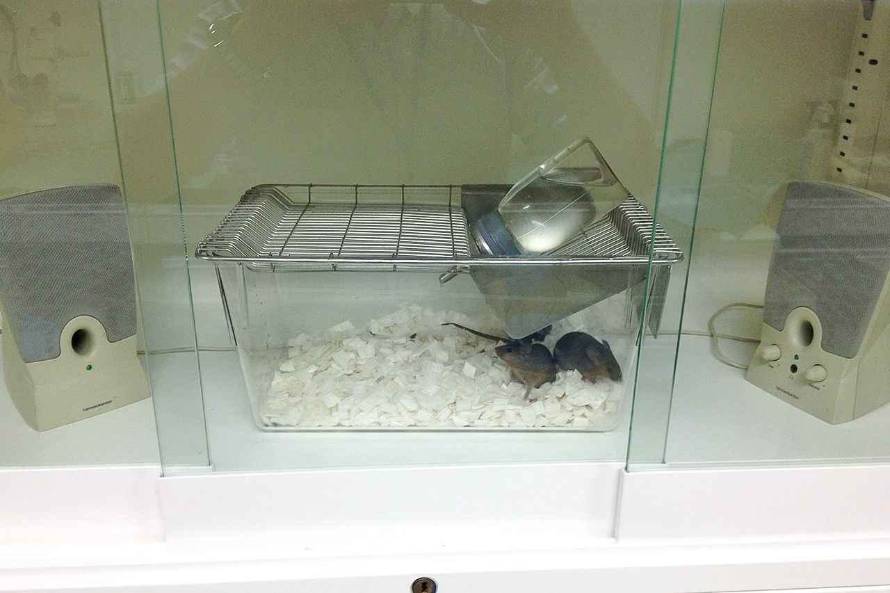 فئران الاختبار التي تمت ملاحظتها من قبل أوتشياما وفريقه. (الصورة إهداء من أوتشياما ماساتيرو)