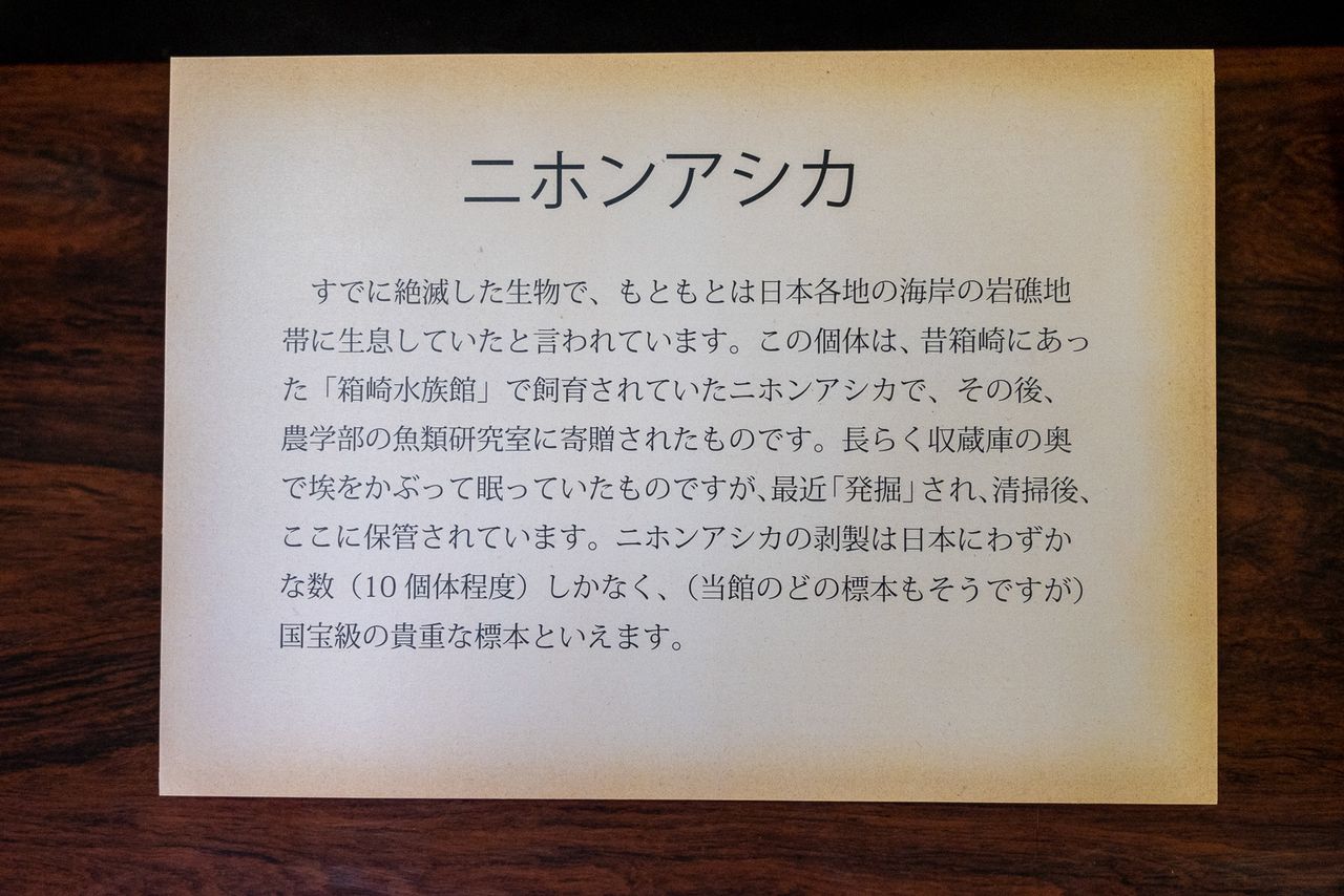 لوحة في المتحف تحتوي على معلومات عن أسد البحر الياباني. (© هاياشي ميتشيكو)