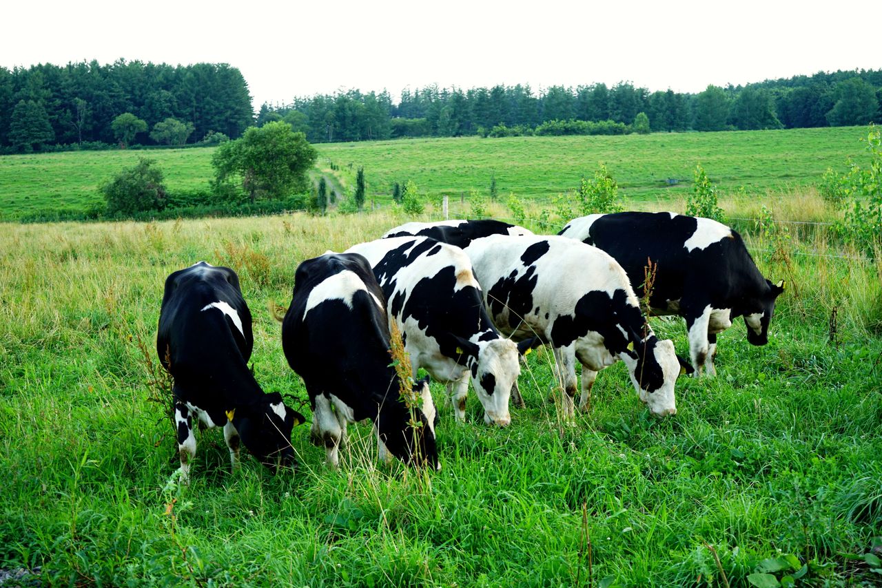 معظم الناس يعتقدون أن رؤية الأبقار في المراعي مشهد شائع وطبيعي تتميز به هوكايدو، إلا أن الواقع يؤكد أن حوالي 10 ٪ فقط من مزارعي الألبان يخرجون أبقارهم إلى المراعي.(© يوكيتا ياسويوكي)