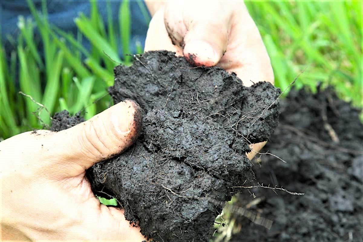  صورة لجذور العشب المتفرعة في التربة كالشعيرات. قام شينمورا بوضع نظام جديد ومستحدث في مزرعته بدءً باستصلاح التربة مروراً إلى بقية العناصر. (الصورة بإذن من شينمورا هيروتاكا)