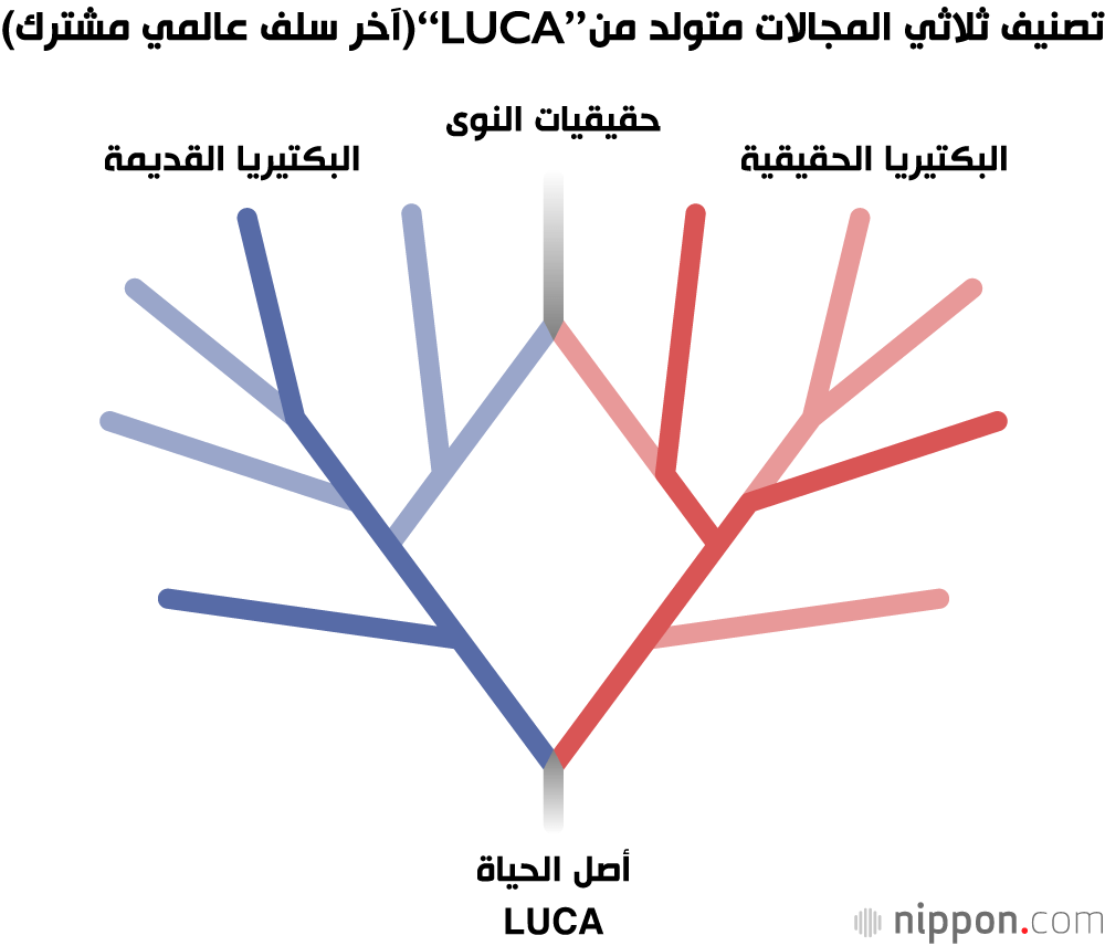 تصنيف ثلاثي المجالات متولد من ”LUCA“ (آخر سلف عالمي مشترك)