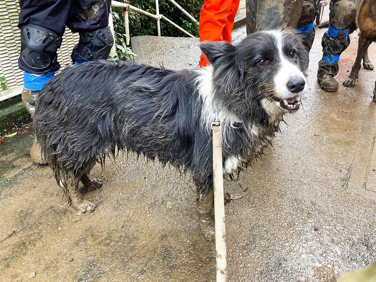 كوكو بعد البحث عن ناجين من الانهيار الأرضي في أتامي (إهداء من الفرقة 7 التابعة لجمعية كلاب الإنقاذ اليابانية)