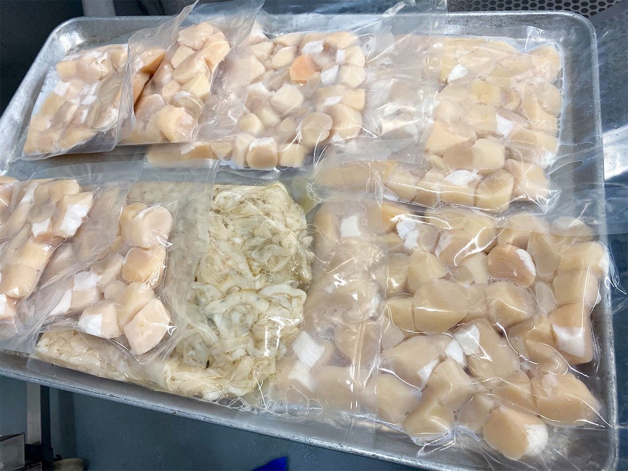 معالجة الدفعة الأولى التجريبية من المحار الياباني بانسينادا في شهر فبراير/شباط 2024. (بإذن من منظمة التجارة الخارجية اليابانية)