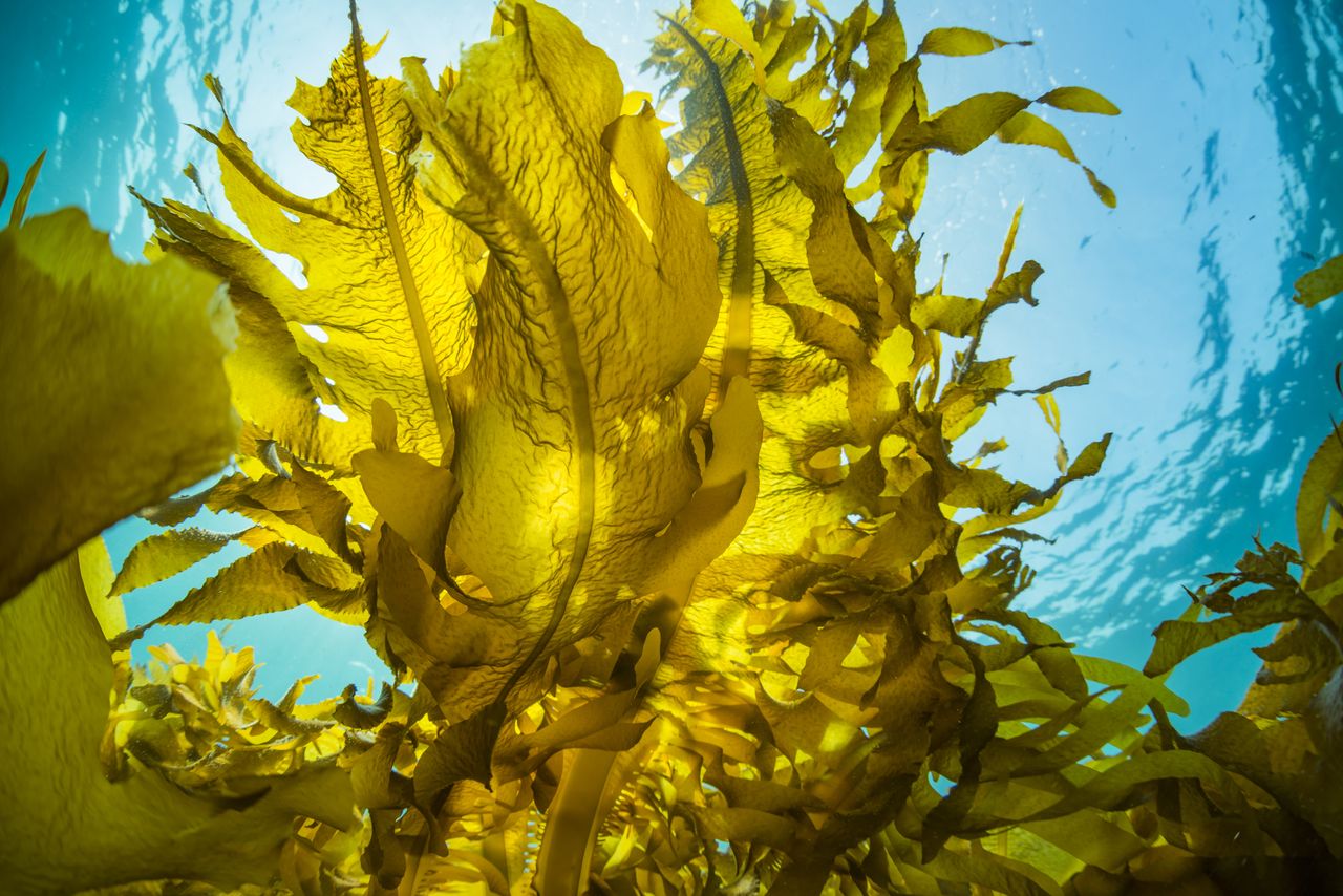 واكامي في بيئتها الطبيعية. (© بيكستا)