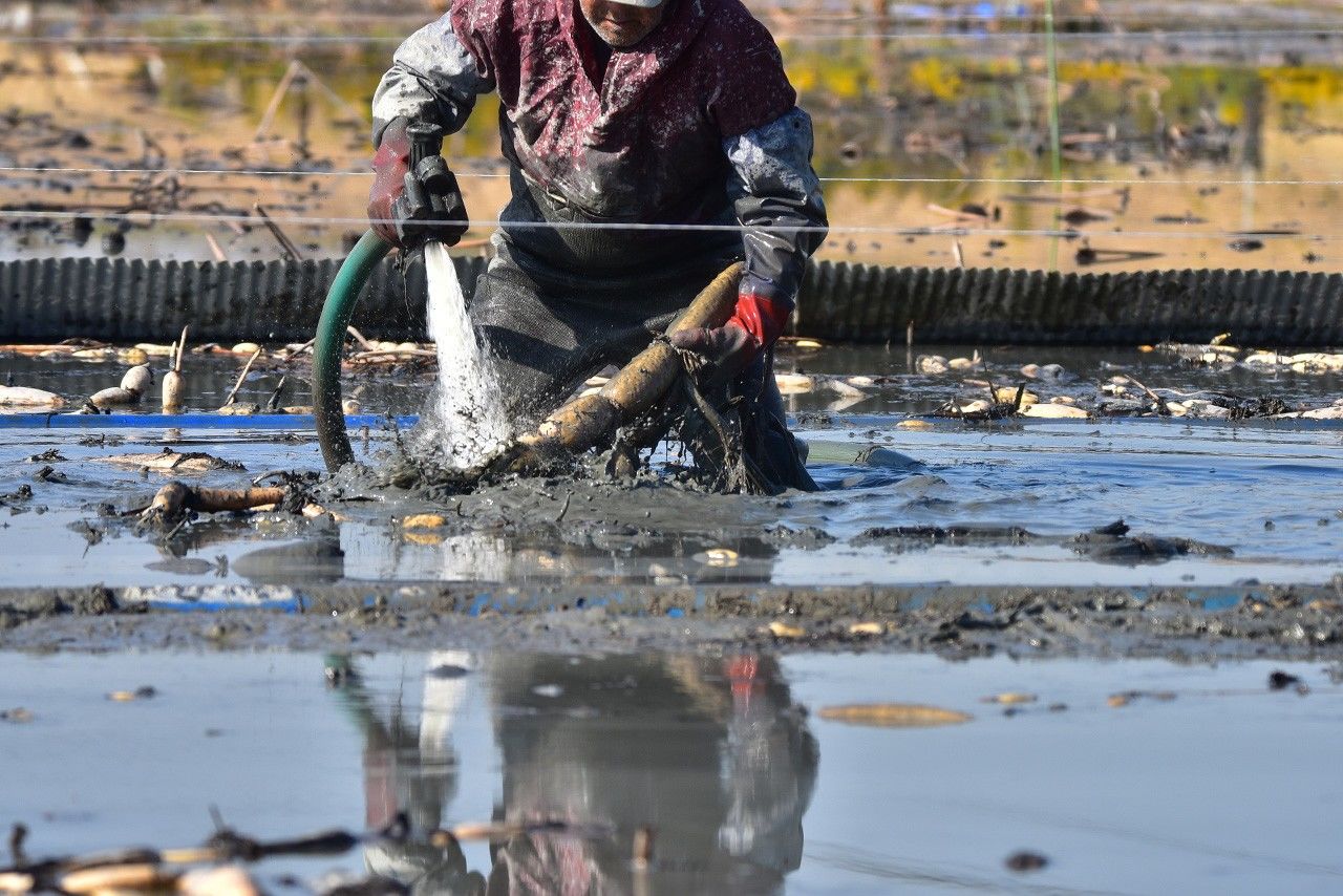 حصاد الرينكون. (© بيكستا)