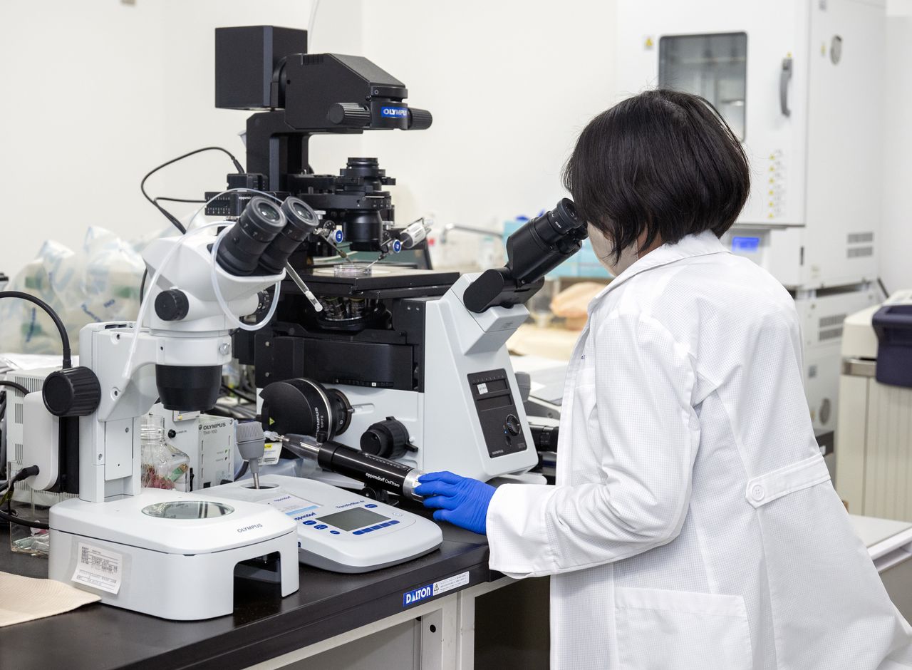 (© يوكوزيكي كازوهيرو)