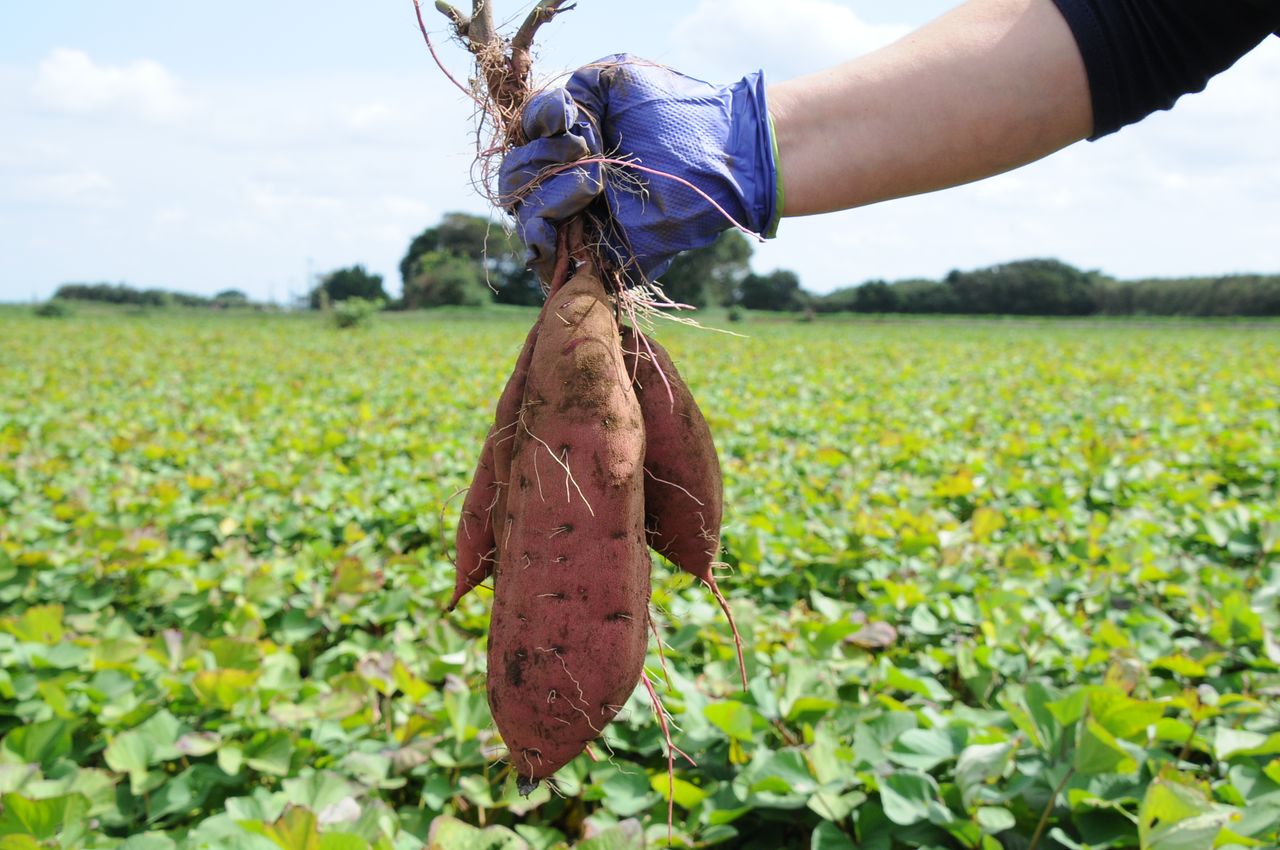 يُعدّ البحث عن الالبطاطا الحلوة في الخريف هواية شائعة (صورة مقدمة من حكومة محافظة إيباراكي)