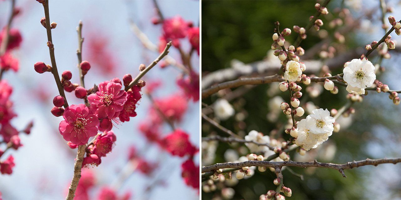 (© كيركوئين)