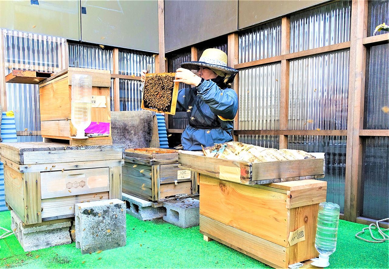 يتم فتح صناديق المنحل للتحقق من نحل العسل قبل أن يبرد.