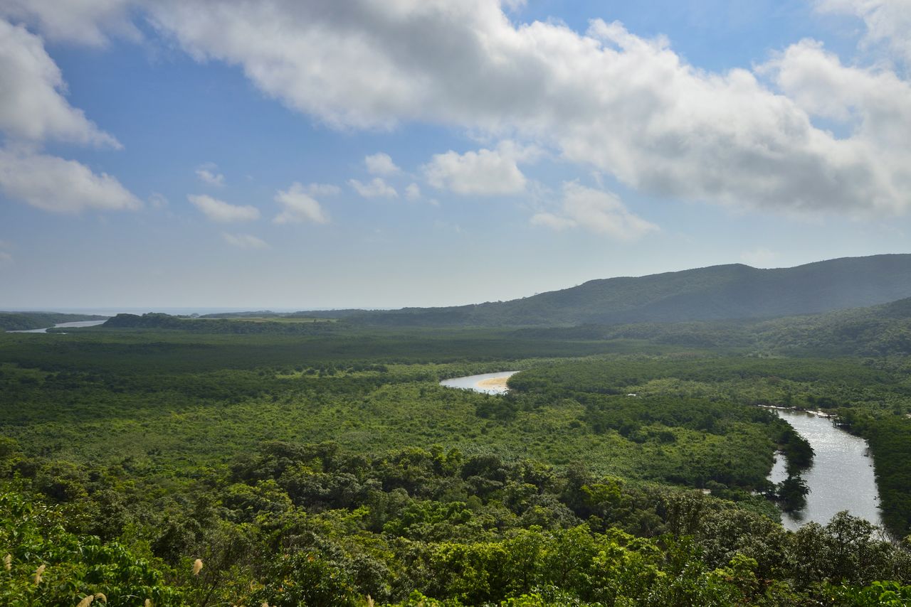  غابة منغروف في جزيرة إيريوموتي، وهي جزء من أحد مواقع التراث العالمي الطبيعي المسجلة حديثًا. (إهداء من مكتب أوكيناوا للمؤتمرات والزوار OCVB)