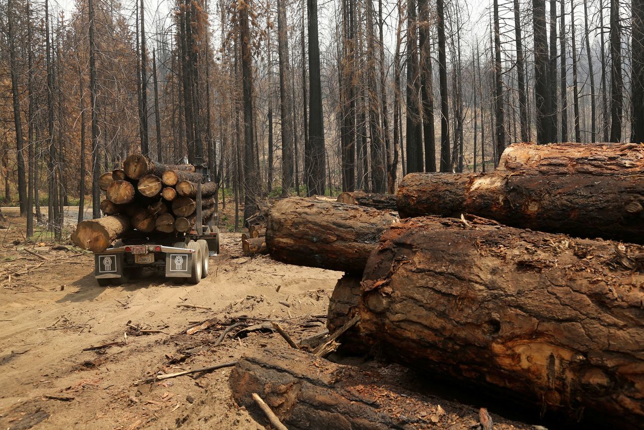 شاحنة محملة بأشجار مقطوعة وسط أشجار محترقة بعد حريق غابات في متنزه يوسيميتي الوطني في جروفلاند بولاية كاليفورنيا. صورة من أرشيف رويترز.