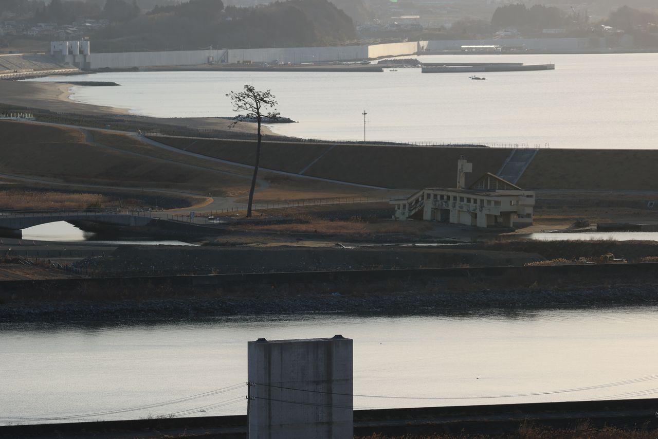 ’’شجرة الصنوبر المعجزة‘‘ (إلى يسار وسط الصورة) في ريكوزينتاكاتا بمحافظة إيواتي، والتي نجت من تسونامي عام 2011، الصورة ملتقطة في 11 مارس/آذار عام 2021 (حقوق الصورة لجيجي برس).
