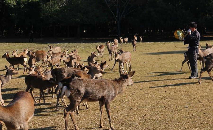 الغزلان التي تعيش في حديقة نارا تتجمع عند سماع الأصوات الصادرة من آلة البوق الفرنسي.