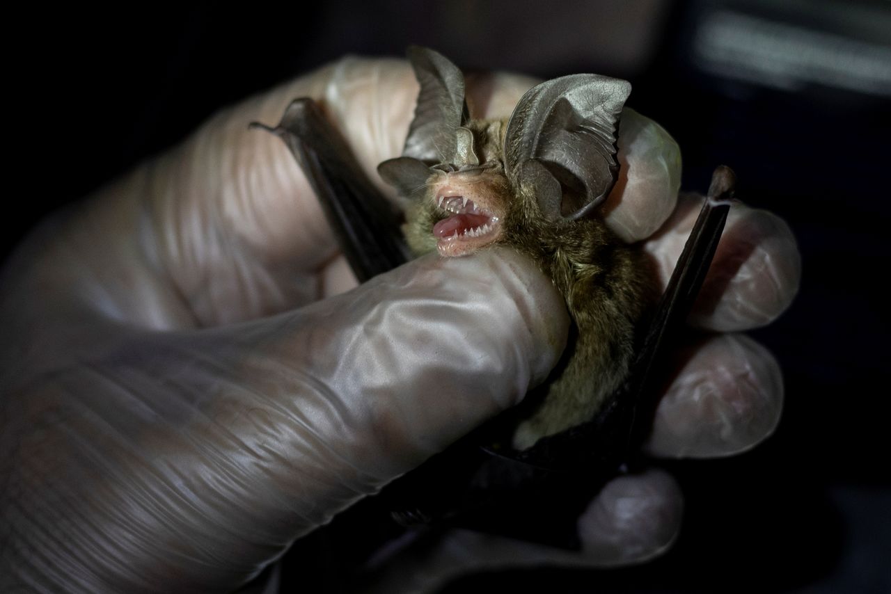 فيليب ألفيولا، عالم بيئة الخفافيش، يحمل خفاشًا تم الإمساك به في منطقة جبل ماكيلينغ في لوس بانوس، مقاطعة لاجونا، الفلبين، 5 مارس/ آذار 2021. ما نحاول البحث عنه هو احتمال وجود سلالات أخرى من فيروس كورونا لديها القدرة على الانتقال إلى البشر