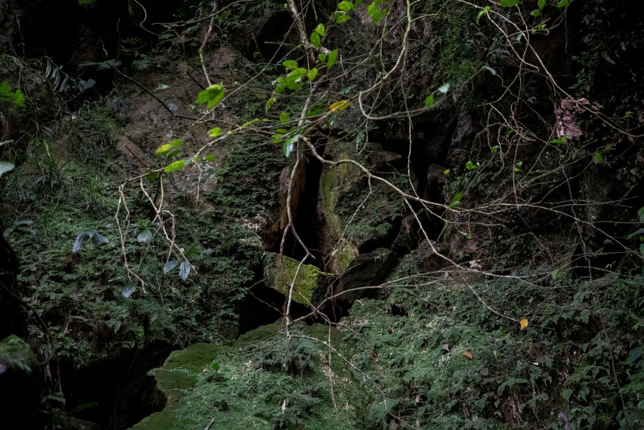 صورة لعش خفافيش في جبل ماكيلينغ في لوس بانوس بمقاطعة لاجونا بالفلبين، 18 فبراير/ شباط 2021. تصوير: إلويزا لوبيز - رويترز.
