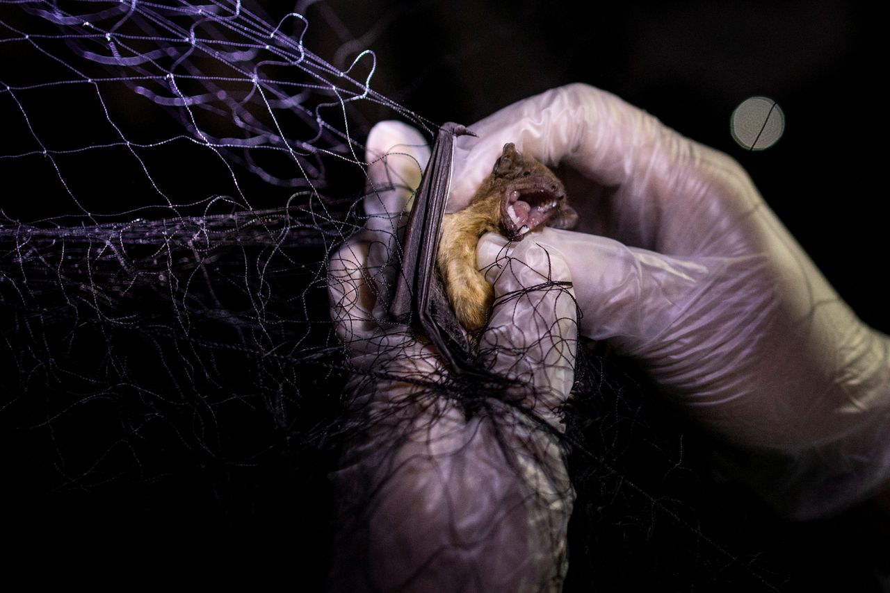 خفاش تم الامساك به في شبكة صيد أقامها العلماء أمام مبنى به عش خفافيش، بجامعة الفلبين لوس بانوس (UPLB)، في لوس بانوس، مقاطعة لاجونا، الفلبين، 19 فبراير/ شباط 2021.تصوير: إلويزا لوبيز - رويترز
