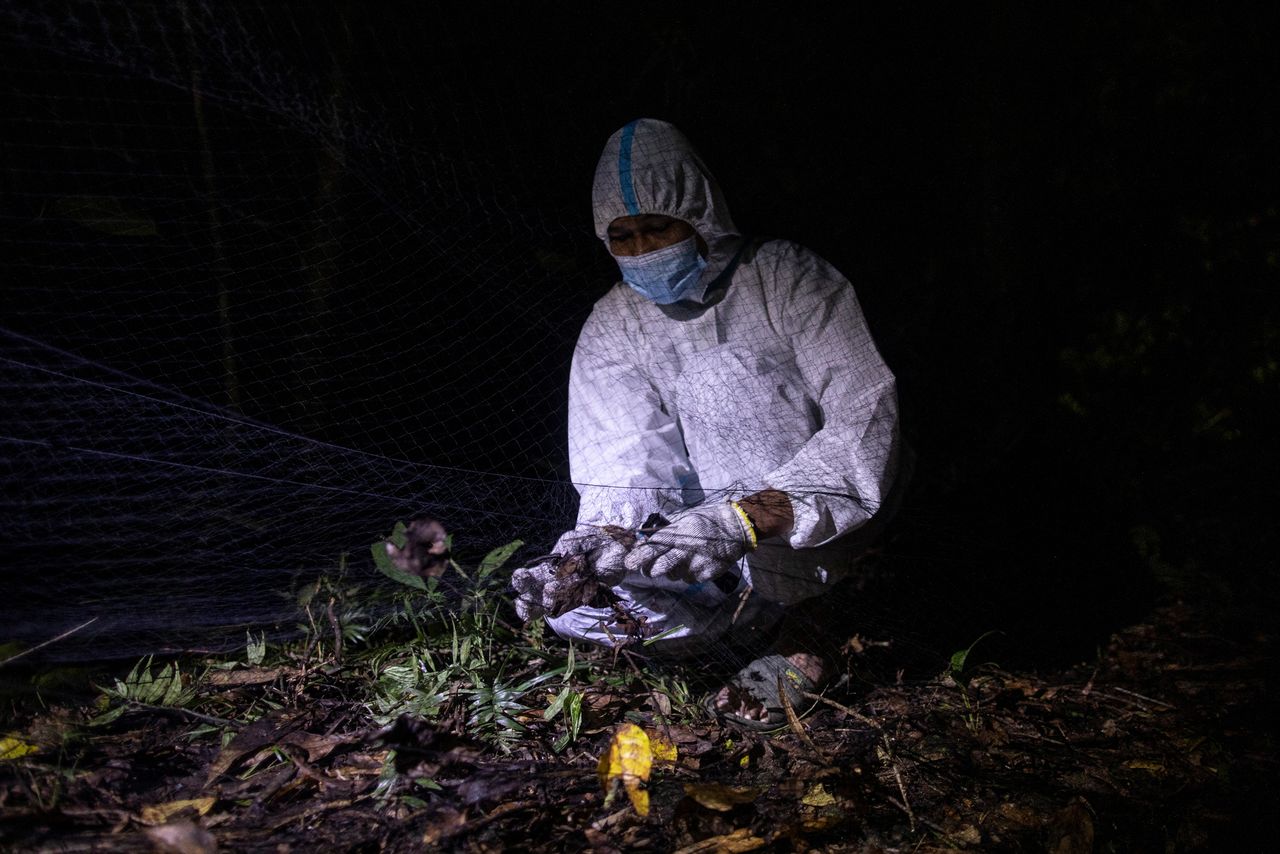 رايان لاماس، مساعد ميداني، يخلص خفاش تم الامساك به في شبكة صيد في جبل ماكيلينغ، لوس بانوس، مقاطعة لاجونا، الفلبين، 5 مارس/ آذار 2021. تصوير: إلويزا لوبيز - رويترز.