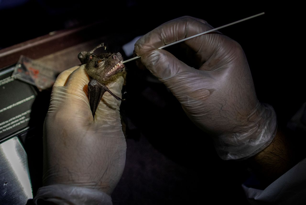 فيليب ألفيولا، عالم بيئة الخفافيش، يأخذ مسحة فموية من خفاش تم الامساك به بجوار مبنى في جامعة الفلبين لوس بانوس (UPLB)، في لوس بانوس، مقاطعة لاجونا، الفلبين، 19 فبراير/ شباط 2021. نحاول دراسة سلالات أخرى من فيروس كورونا لديها القدرة على الانتقال إلى البشر