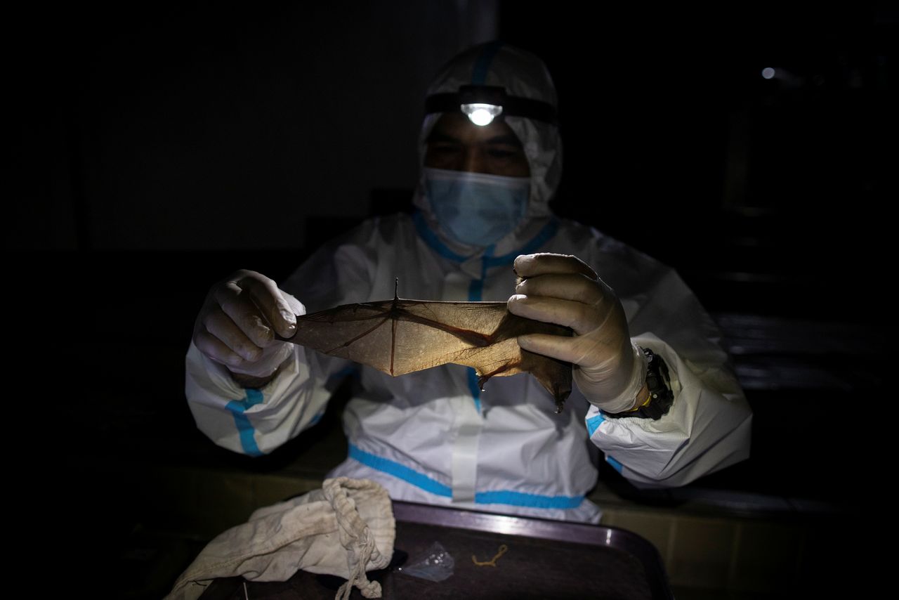 فيليب ألفيولا، عالم بيئة الخفافيش، يفحص جناح خفاش تم الامساك به بالقرب من مبنى في جامعة الفلبين لوس بانوس (UPLB)، في لوس بانوس، مقاطعة لاجونا، الفلبين، 19 فبراير/ شباط 2021. نحاول دراسة سلالات أخرى من فيروس كورونا لديها القدرة على الانتقال إلى البشر