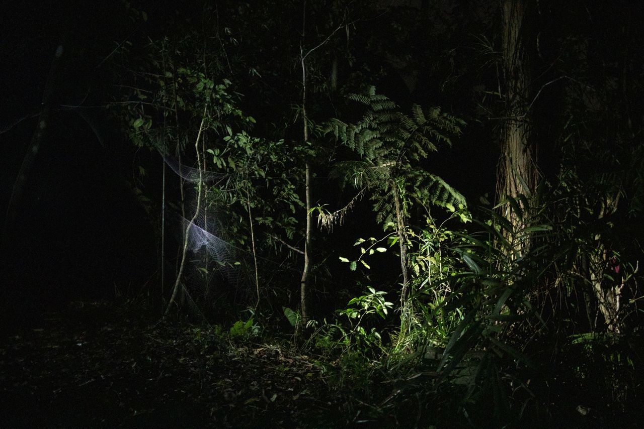 شبكة صيد أقامها العلماء للامساك بالخفافيش، معلقة في غابة في ماونت ماكيلينغ، لوس بانوس، مقاطعة لاجونا، الفلبين، 5 مارس/ آذار 2021. تصوير: إلويزا لوبيز - رويترز.