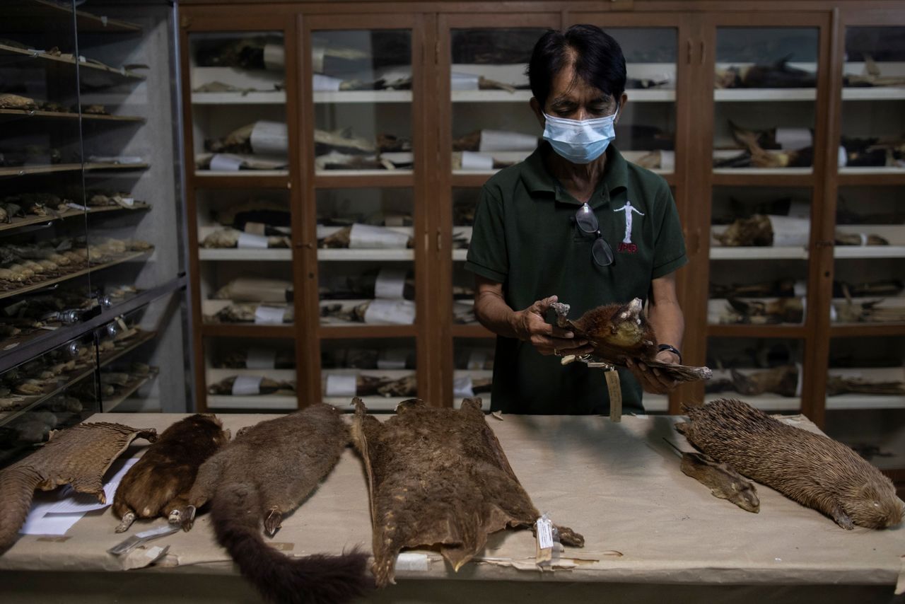 إديسون كوسيكو، مساعد إداري في متحف التاريخ الطبيعي بجامعة الفلبين لوس بانوس (UPLB)، يحمل خفاش الفاكهة العملاق محنطًا من مجموعة رابور وايلد لايف كوليكشن المحفوظة في معهد العلوم البيولوجية، في جامعة لوس بانوس في لوس بانوس، مقاطعة لاجونا، الفلبين، 3 مارس/ آذار 2021. ”إنه أمر ممتع أن أواصل التعلم شخصيًا، بينما أقوم بتعليم الطلاب“. ”التواجد في الموقع حتى لمدة 24 ساعة يفوق في فائدته التواجد في المكتب من الثامنة إلى الخامسة“. تصوير: إلويزا لوبيز - رويترز.